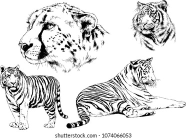 vector drawings sketches different predator , tigers lions cheetahs and leopards are drawn in ink by hand , objects with no background
