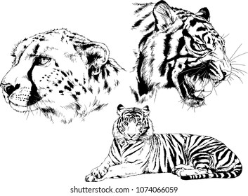 vector drawings sketches different predator , tigers lions cheetahs and leopards are drawn in ink by hand , objects with no background
