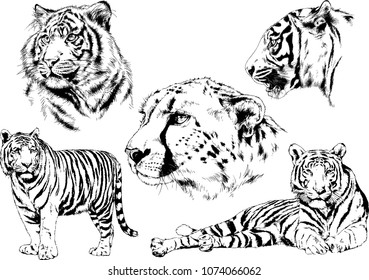vector drawings sketches different predator , tigers lions cheetahs and leopards are drawn in ink by hand , objects with no background
