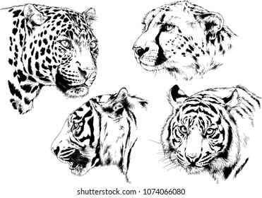 vector drawings sketches different predator , tigers lions cheetahs and leopards are drawn in ink by hand , objects with no background

