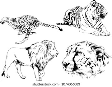 vector drawings sketches different predator , tigers lions cheetahs and leopards are drawn in ink by hand , objects with no background
