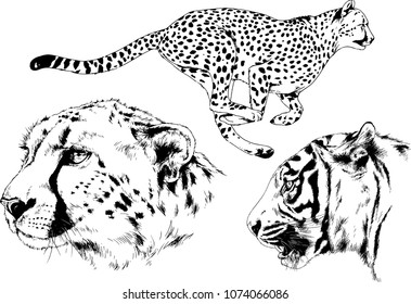 vector drawings sketches different predator , tigers lions cheetahs and leopards are drawn in ink by hand , objects with no background
