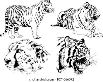 vector drawings sketches different predator , tigers lions cheetahs and leopards are drawn in ink by hand , objects with no background
