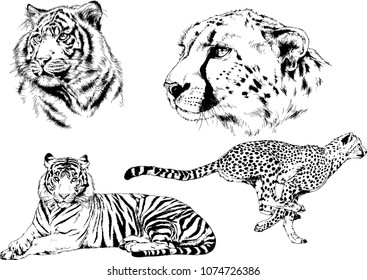 vector drawings sketches different predator , tigers lions cheetahs and leopards are drawn in ink by hand , objects with no background
