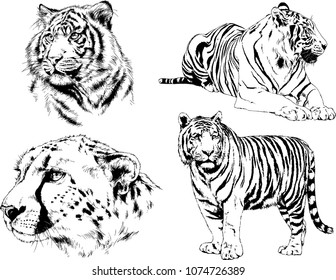vector drawings sketches different predator , tigers lions cheetahs and leopards are drawn in ink by hand , objects with no background

