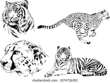 vector drawings sketches different predator , tigers lions cheetahs and leopards are drawn in ink by hand , objects with no background
