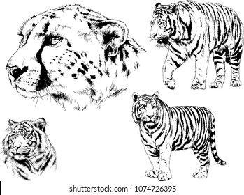 vector drawings sketches different predator , tigers lions cheetahs and leopards are drawn in ink by hand , objects with no background
