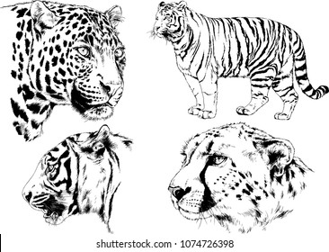 vector drawings sketches different predator , tigers lions cheetahs and leopards are drawn in ink by hand , objects with no background
