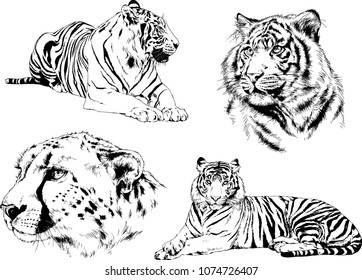 vector drawings sketches different predator , tigers lions cheetahs and leopards are drawn in ink by hand , objects with no background
