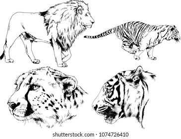 vector drawings sketches different predator , tigers lions cheetahs and leopards are drawn in ink by hand , objects with no background
