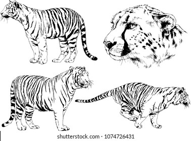 vector drawings sketches different predator , tigers lions cheetahs and leopards are drawn in ink by hand , objects with no background
