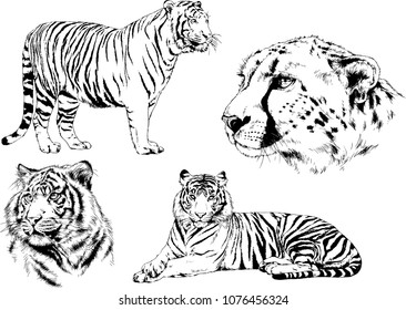 vector drawings sketches different predator , tigers lions cheetahs and leopards are drawn in ink by hand , objects with no background
