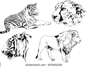 vector drawings sketches different predator , tigers lions cheetahs and leopards are drawn in ink by hand , objects with no background
