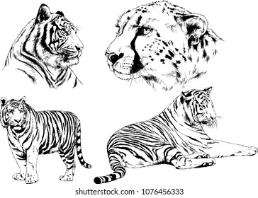 vector drawings sketches different predator , tigers lions cheetahs and leopards are drawn in ink by hand , objects with no background
