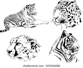 vector drawings sketches different predator , tigers lions cheetahs and leopards are drawn in ink by hand , objects with no background
