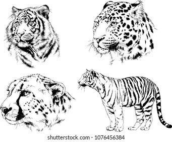 vector drawings sketches different predator , tigers lions cheetahs and leopards are drawn in ink by hand , objects with no background
