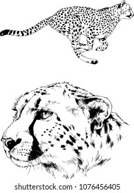 vector drawings sketches different predator , tigers lions cheetahs and leopards are drawn in ink by hand , objects with no background
