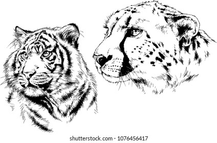 vector drawings sketches different predator , tigers lions cheetahs and leopards are drawn in ink by hand , objects with no background

