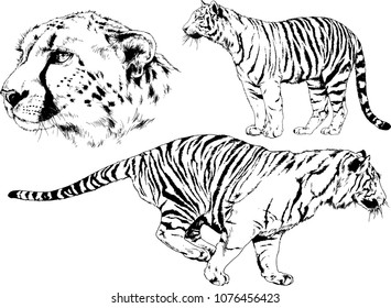 vector drawings sketches different predator , tigers lions cheetahs and leopards are drawn in ink by hand , objects with no background
