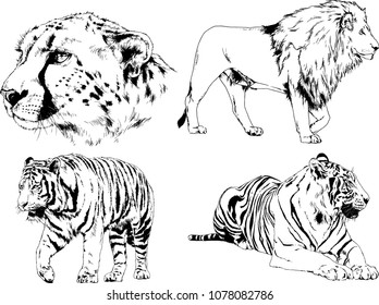 vector drawings sketches different predator , tigers lions cheetahs and leopards are drawn in ink by hand , objects with no background

