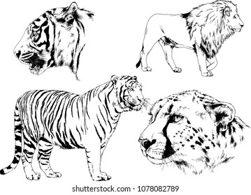 vector drawings sketches different predator , tigers lions cheetahs and leopards are drawn in ink by hand , objects with no background
