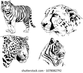 vector drawings sketches different predator , tigers lions cheetahs and leopards are drawn in ink by hand , objects with no background
