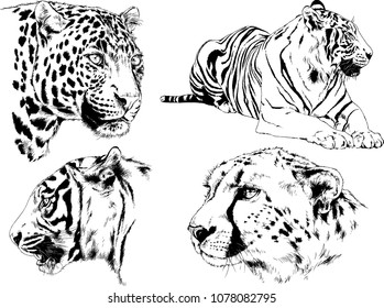 vector drawings sketches different predator , tigers lions cheetahs and leopards are drawn in ink by hand , objects with no background
