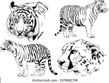 vector drawings sketches different predator , tigers lions cheetahs and leopards are drawn in ink by hand , objects with no background
