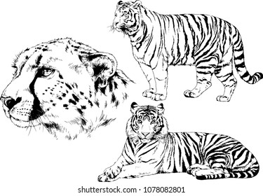 vector drawings sketches different predator , tigers lions cheetahs and leopards are drawn in ink by hand , objects with no background
