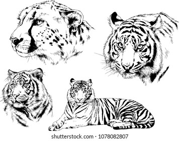 vector drawings sketches different predator , tigers lions cheetahs and leopards are drawn in ink by hand , objects with no background
