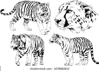 vector drawings sketches different predator , tigers lions cheetahs and leopards are drawn in ink by hand , objects with no background

