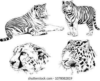 vector drawings sketches different predator , tigers lions cheetahs and leopards are drawn in ink by hand , objects with no background
