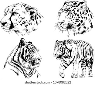 vector drawings sketches different predator , tigers lions cheetahs and leopards are drawn in ink by hand , objects with no background
