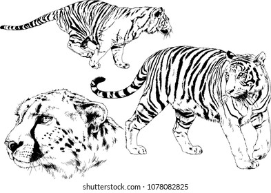 vector drawings sketches different predator , tigers lions cheetahs and leopards are drawn in ink by hand , objects with no background
