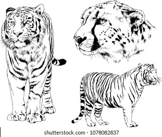 vector drawings sketches different predator , tigers lions cheetahs and leopards are drawn in ink by hand , objects with no background
