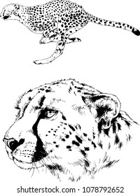 vector drawings sketches different predator , cheetahs and leopards are drawn in ink by hand , objects with no background
