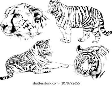 vector drawings sketches different predator , tigers cheetahs and leopards are drawn in ink by hand , objects with no background
