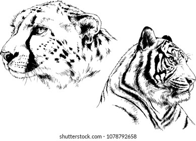 vector drawings sketches different predator , tigers, cheetahs and leopards are drawn in ink by hand , objects with no background
