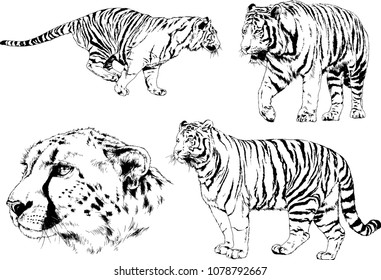 vector drawings sketches different predator , tigers cheetahs and leopards are drawn in ink by hand , objects with no background
