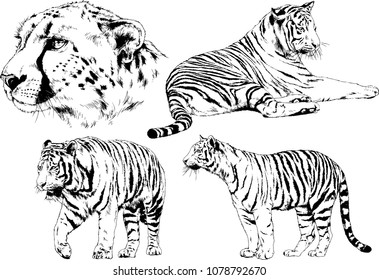 vector drawings sketches different predator , tigers cheetahs and leopards are drawn in ink by hand , objects with no background
