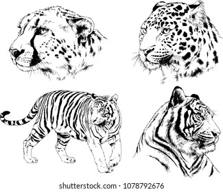 vector drawings sketches different predator , tigers cheetahs and leopards are drawn in ink by hand , objects with no background
