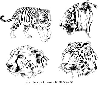 vector drawings sketches different predator , tigers cheetahs and leopards are drawn in ink by hand , objects with no background
