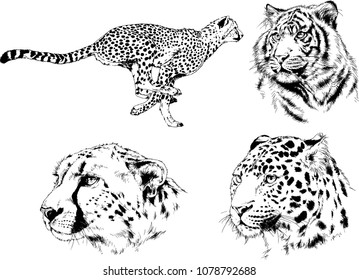 vector drawings sketches different predator , tigers cheetahs and leopards are drawn in ink by hand , objects with no background
