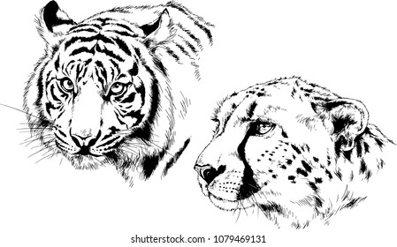 vector drawings sketches different predator , tigers lions cheetahs and leopards are drawn in ink by hand , objects with no background
