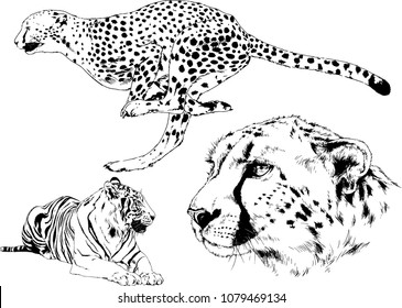 vector drawings sketches different predator , tigers lions cheetahs and leopards are drawn in ink by hand , objects with no background
