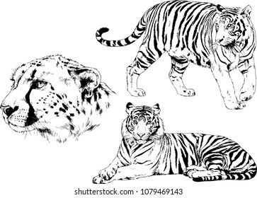 vector drawings sketches different predator , tigers lions cheetahs and leopards are drawn in ink by hand , objects with no background
