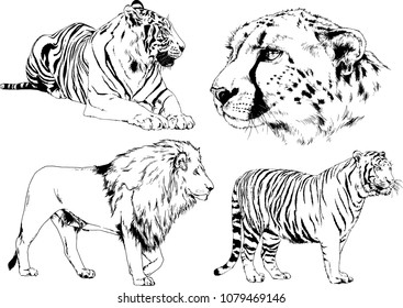 vector drawings sketches different predator , tigers lions cheetahs and leopards are drawn in ink by hand , objects with no background
