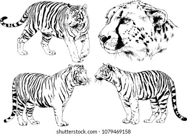 vector drawings sketches different predator , tigers lions cheetahs and leopards are drawn in ink by hand , objects with no background
