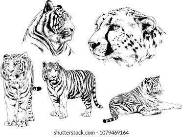 vector drawings sketches different predator , tigers lions cheetahs and leopards are drawn in ink by hand , objects with no background
