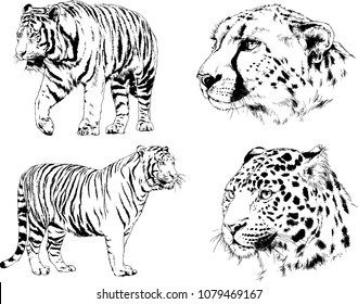 vector drawings sketches different predator , tigers lions cheetahs and leopards are drawn in ink by hand , objects with no background
